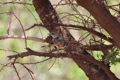 Trachyphonus darnaudii