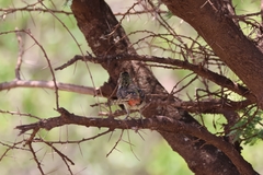 Trachyphonus darnaudii