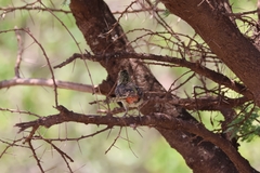 Trachyphonus darnaudii