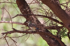 Trachyphonus darnaudii