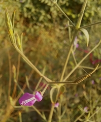 Dicliptera paniculata