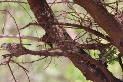 Trachyphonus darnaudii