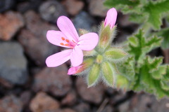 Pelargonium capitatum
