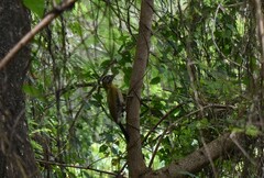 Picus vittatus