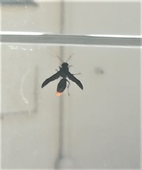 Synagris