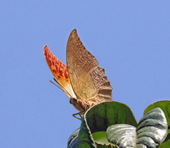 Charaxes varanes