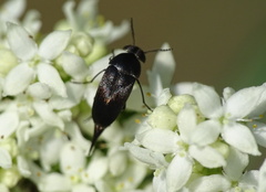 Variimorda villosa