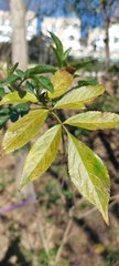 Sambucus nigra