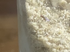 Drosophila melanogaster