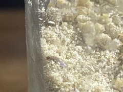 Drosophila melanogaster