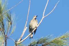 Sericulus chrysocephalus