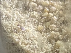 Drosophila melanogaster
