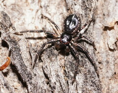 Tharpyna campestrata