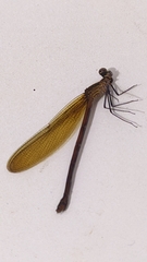 Perithemis icteroptera