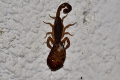 Centruroides edwardsii
