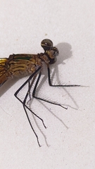 Perithemis icteroptera
