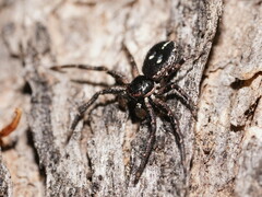 Tharpyna campestrata