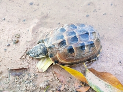 Malayemys khoratensis