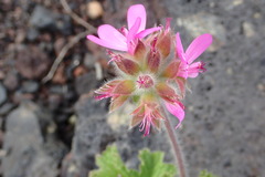 Pelargonium capitatum