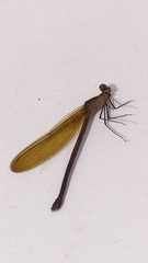 Perithemis icteroptera