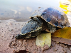 Malayemys khoratensis