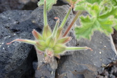 Pelargonium capitatum