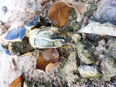 Malayemys khoratensis