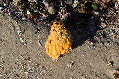Pyura spinifera