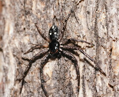 Tharpyna campestrata