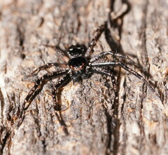 Tharpyna campestrata