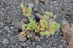 Pelargonium capitatum