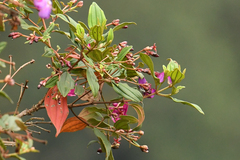 Andesanthus lepidotus