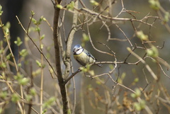 Cyanistes caeruleus