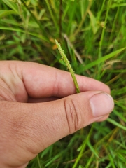 Eleocharis philippinensis