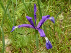 Iris reichenbachiana