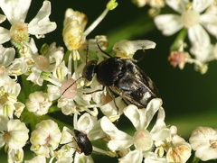 Variimorda villosa