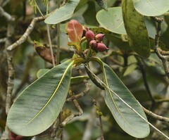 Clusia multiflora