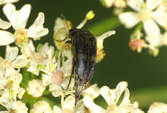 Variimorda villosa