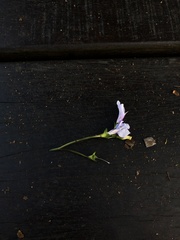 Mazus fauriei
