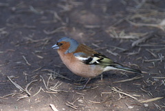 Fringilla coelebs