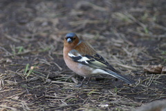 Fringilla coelebs