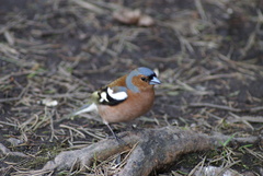 Fringilla coelebs