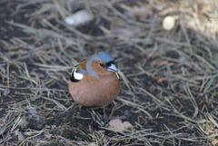 Fringilla coelebs