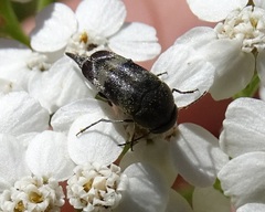 Variimorda villosa