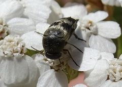 Variimorda villosa