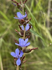Aristea torulosa