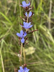 Aristea torulosa
