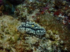 Phyllidia elegans