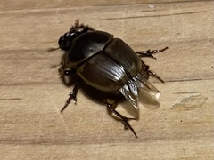 Onthophagus