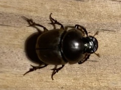Onthophagus